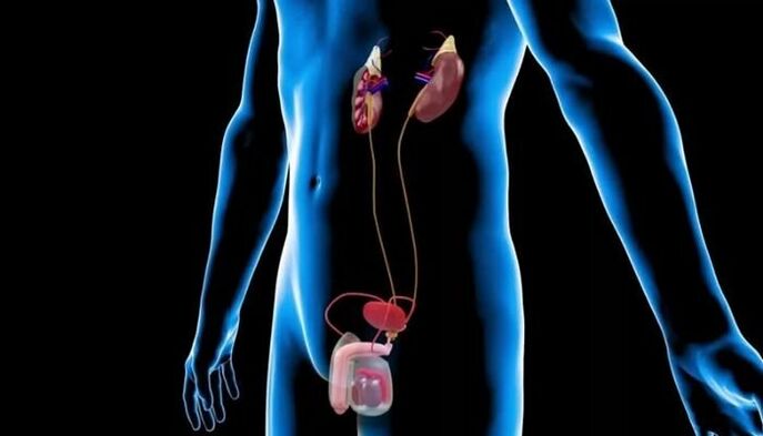 Męski układ moczowo-płciowy z anatomicznym umiejscowieniem prostaty